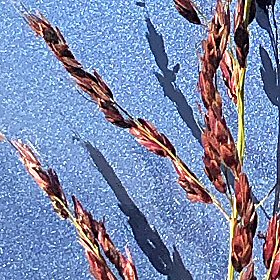 Closer View of Seedheads