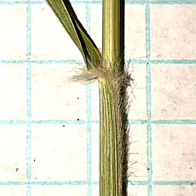 Another View of Hairs