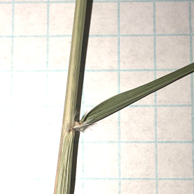Long Messy Leaves