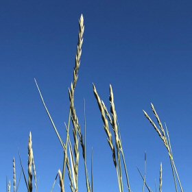 Close View of Seedheads