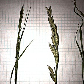 Sixweeks Fescue Panicle
